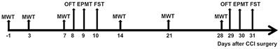 Brain Functional Alteration at Different Stages of Neuropathic Pain With Allodynia and Emotional Disorders